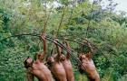 Племя короваи живёт на деревьях, не носит одежду и практикует каннибализм