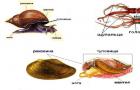 Kaip atsiranda moliuskai?  Tipas Moliuskai.  Gastropodų klasė.  Klasė dvigeldžiai.  Galvakojų klasė.  Kaip maitintis gydant poodinį moliuską
